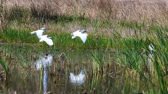 Estero Llano Grande_MAK8611