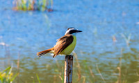 small Elena Y SerykhEYS_1539