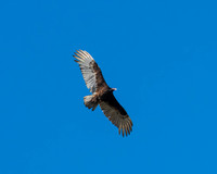 small Elena Y SerykhEYS_1545