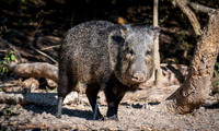 small Elena Y SerykhEYS_1505