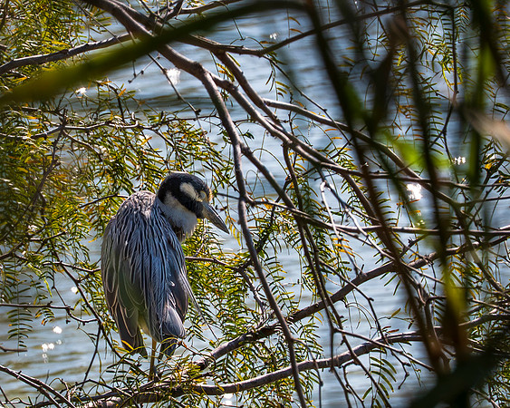 small Elena Y SerykhEYS_1705
