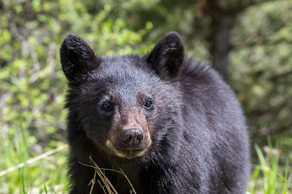 Yellowstone _MAK4717