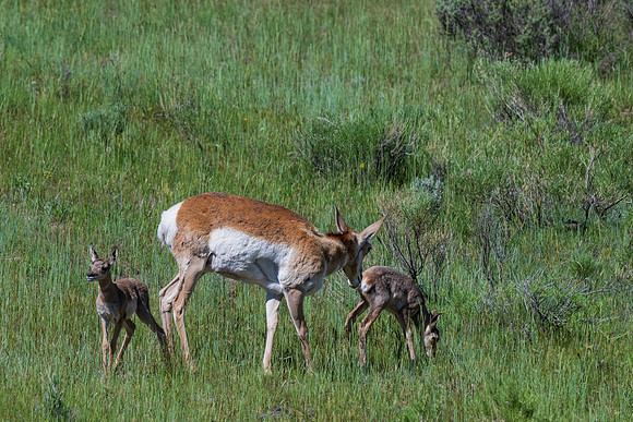 Yellowstone _MAK5809