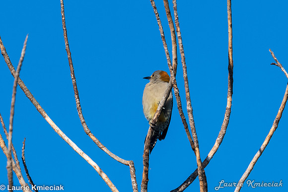 RGV-LAK_2749