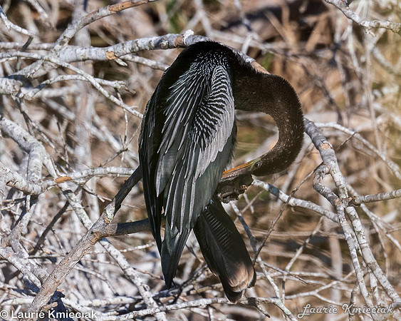 RGV-LAK_2976