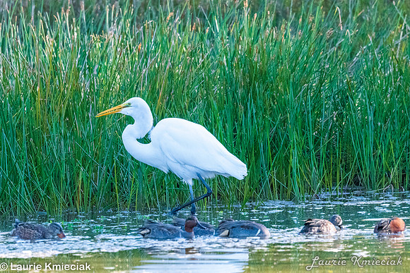 RGV-LAK_2869