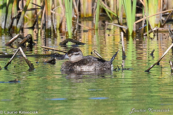 RGV-LAK_3299