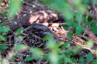 Rio Grande Valley, Texas