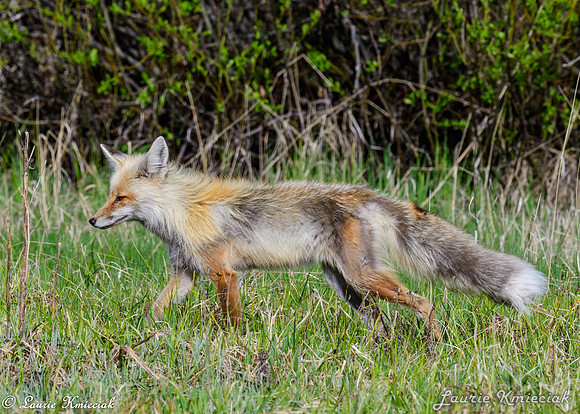 06042024-LAK_9956