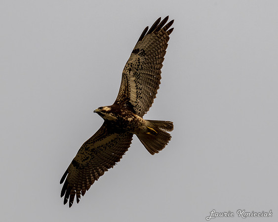 lak-DSC_0773