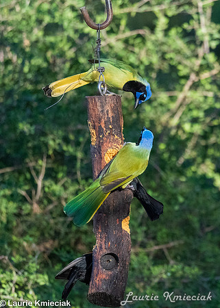 RGV-LAK_3880
