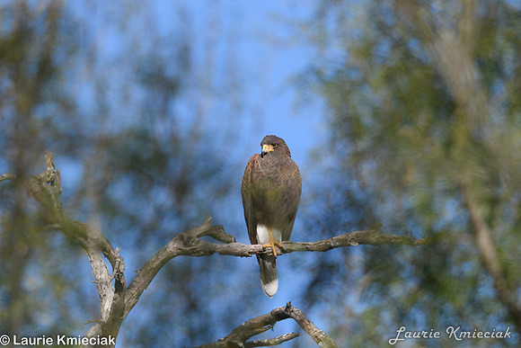 RGV-LAK_3978