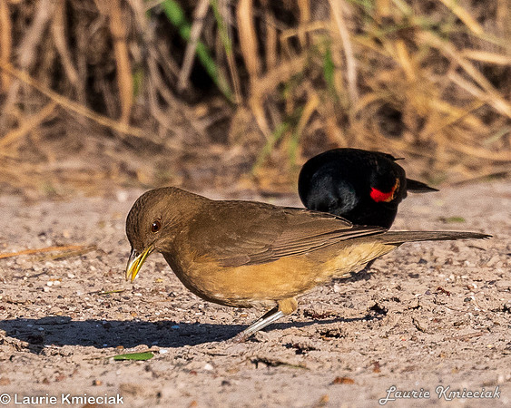 RGV-LAK_4084-2