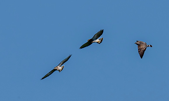 2026 Migration_MAK9272
