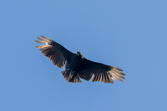 2026 Migration_MAK9231