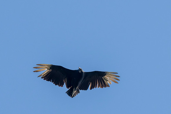 2026 Migration_MAK9229
