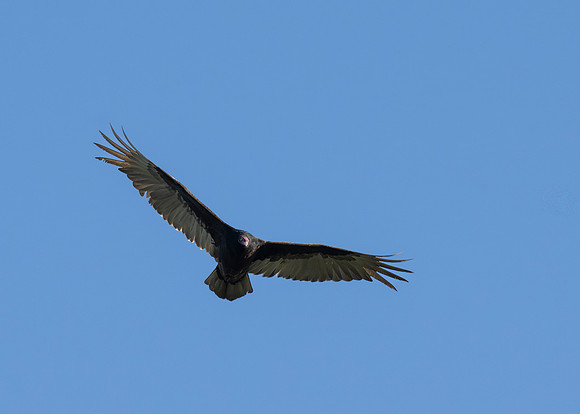 2026 Migration_MAK9013