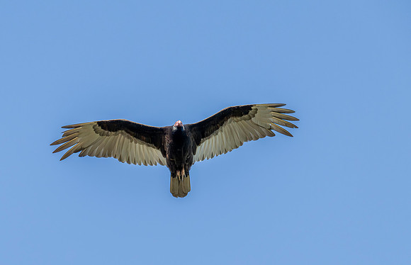 2026 Migration_MAK9036