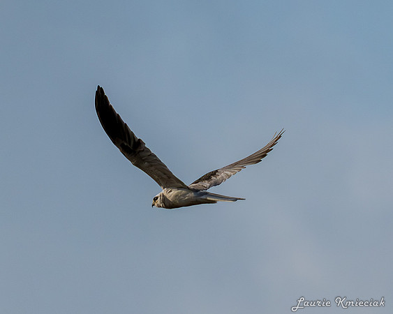 lak-DSC_1128