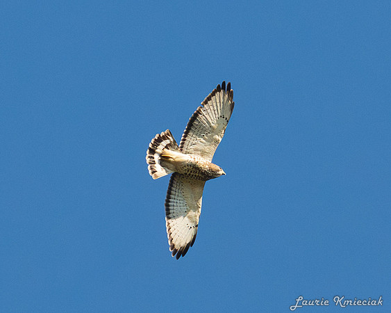 lak-DSC_1185