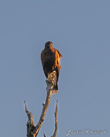 lak-DSC_1174