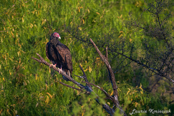 lak-DSC_1210