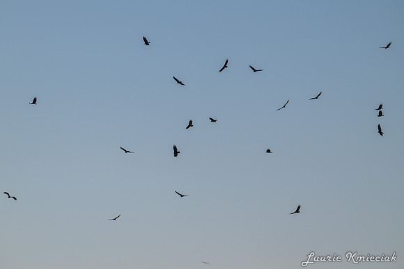 lak-DSC_1218