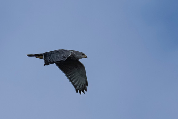 2026 Migration_MAK9367