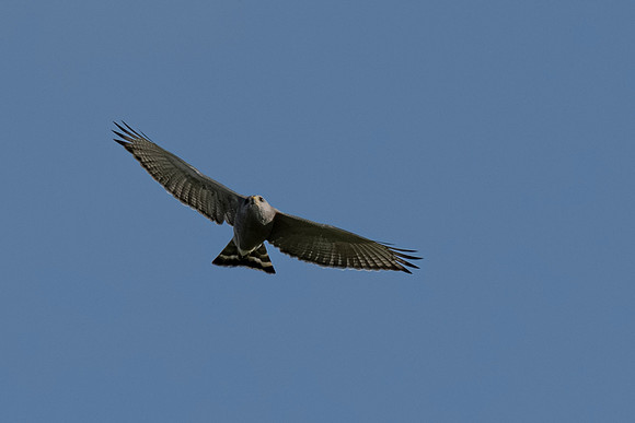 2026 Migration_MAK9384