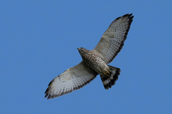2026 Migration_MAK9346