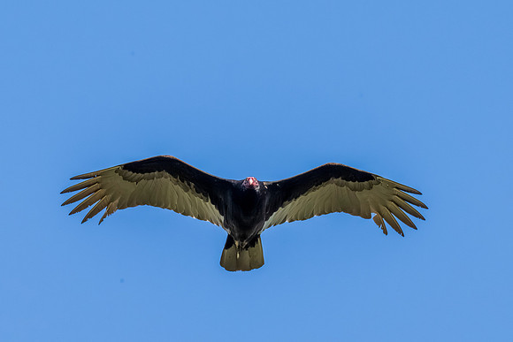 2026 Migration_MAK9409