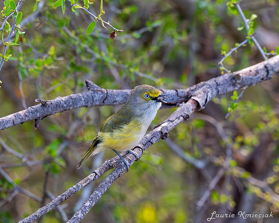 lak-DSC_1347