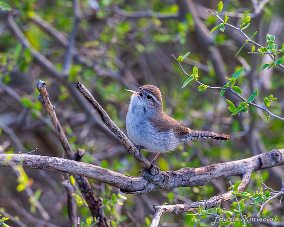 lak-DSC_1303