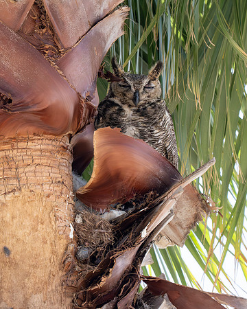 Great Horned Owl_MAK9442