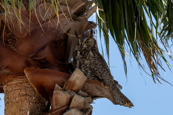 Great Horned Owl_MAK9421