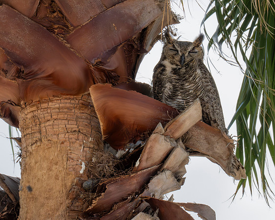 Great Horned Owl_MAK9454