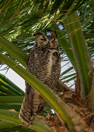 Great Horned Owl_MAK9504
