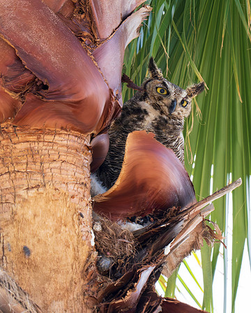 Great Horned Owl_MAK9554