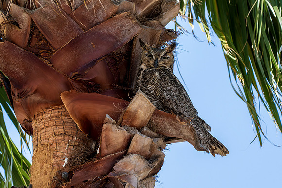 Great Horned Owl_MAK9561