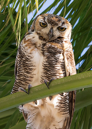 Great Horned Owls_MAK9576