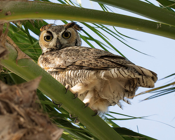 Great Horned Owls_MAK9565