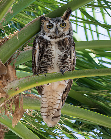 Great Horned Owls_MAK9595