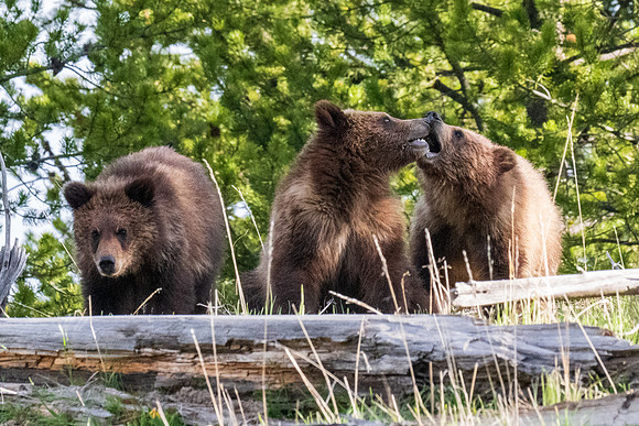 Yellowstone _MAK3894