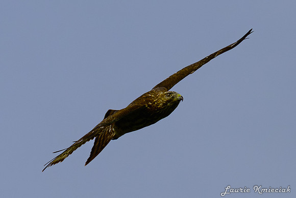 lak-DSC_1764