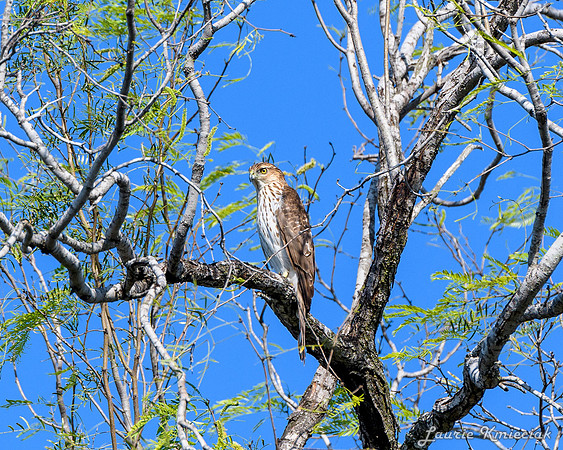 RGV-LAK_4469