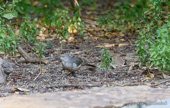 RGV-LAK_4423