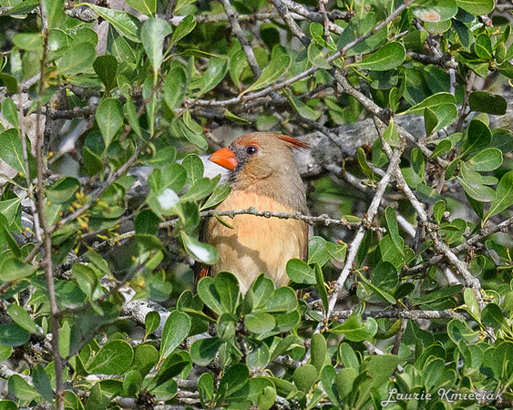 RGV-LAK_4528
