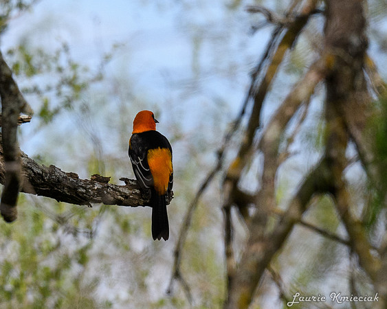 RGV-LAK_4549