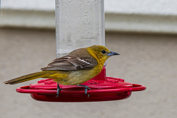 Backyard birds_MAK9918