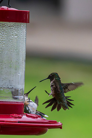 Backyard birds_MAK0059